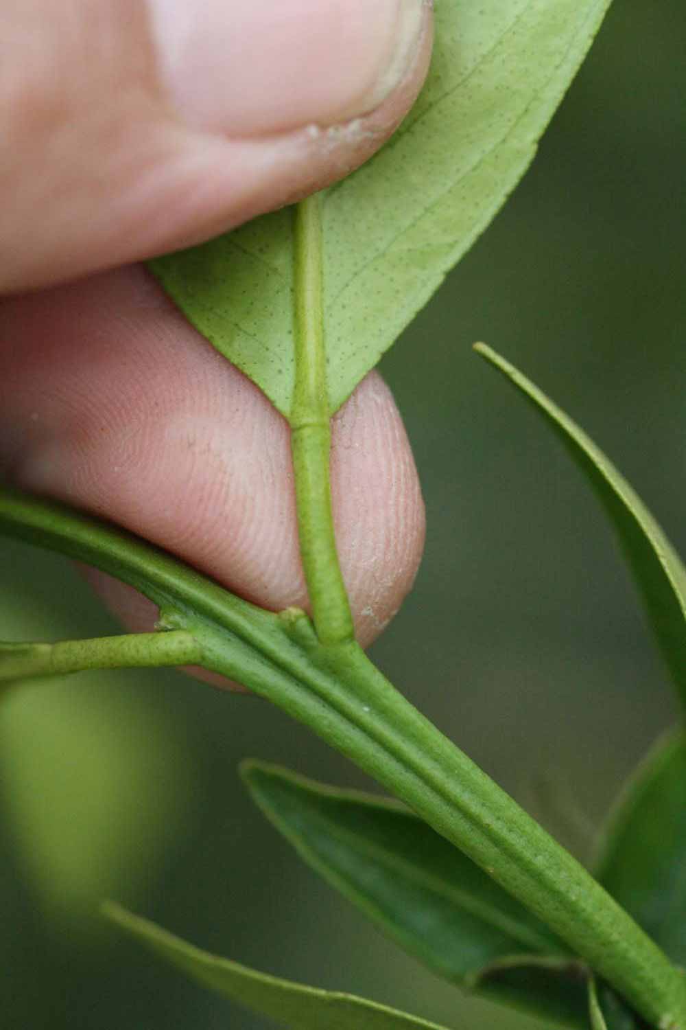                Petiole (Avana Apireno, Riverside, CA)       